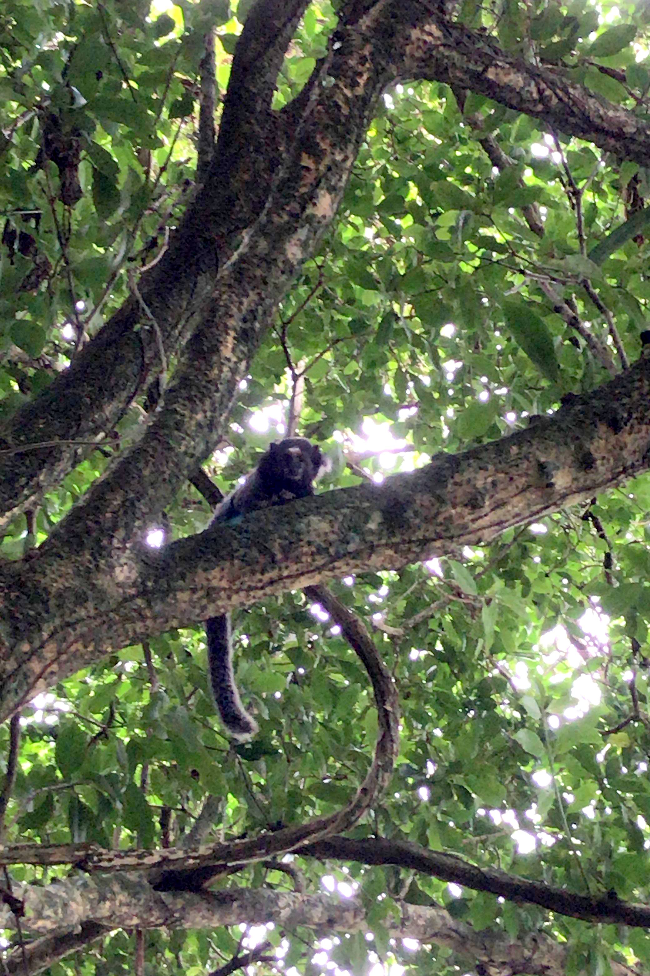 Rota Terrestre Trilha Da Gurita Na Lagoa Do Peri Florian Polis